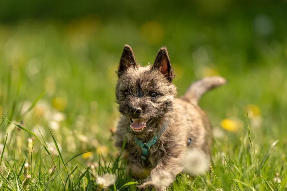 Brindle Cairn Terrier puppy running over a meadow outdoors