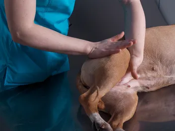 How to Massage a Dog to Poop: 5 Great Tips (Vet Answer)