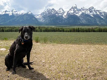 Are Dogs Allowed in Grand Teton National Park? (Updated in 2026)