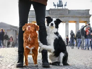 What Does Dog Culture Look Like in Germany? How They Fit In