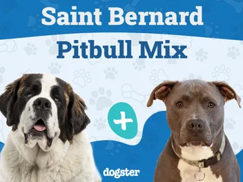 St. Bullnard (St. Bernard Pitbull Mix): Info, Pictures, Care & More