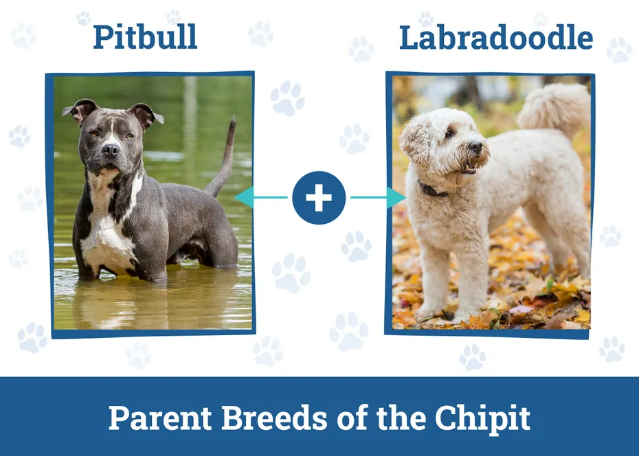 Pitbull Labradoodle Mix