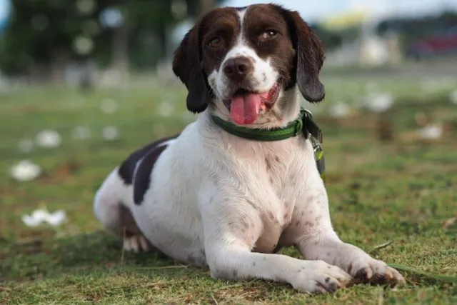 English Speagle Dog Breed: Info, Pictures, Care & More