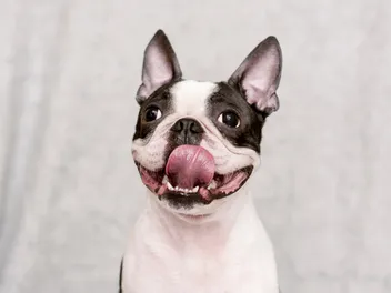 Is a Boston Terrier Hypoallergenic? Vet-Verified Facts & FAQ