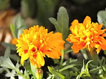 21 Vet-Verified Plants That Are Safe for Dogs: Pictures & Info