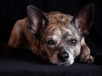 Italian Greyhuahua Mixed Dog Breed: Info, Pictures, Care & More