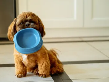 What Can Shih Tzus Eat? Vet-Approved Feeding Guidelines