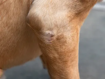 Elbow Dysplasia In Dogs: Our Vet Explains Causes, Signs & Treatment