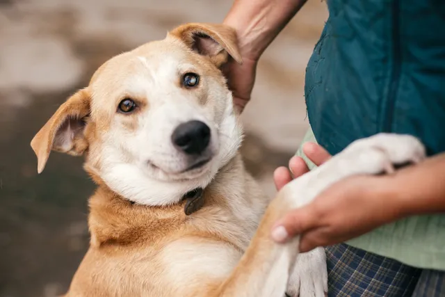 How Much Are Dogs at PetSmart? 2026 Price Update
