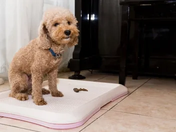 How to Dispose of Dog Poop Without Smell: 7 Possible Ways