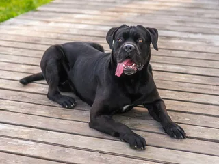 Is a Cane Corso Hypoallergenic? Vet-Verified Facts & FAQ
