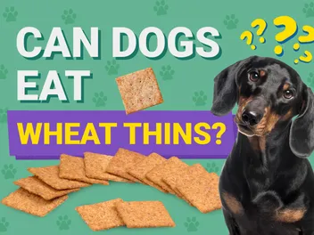 Can Dogs Eat Wheat Thins? Vet-Approved Nutrition Advice