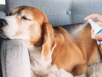 6 Best Essential Oils for Dogs in 2026 – Reviews & Top Picks