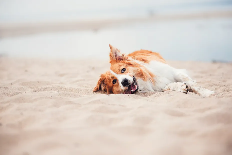 Red border collie running on a beach