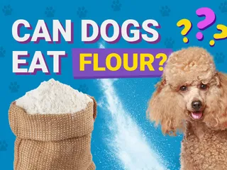Can Dogs Eat Flour? Vet-Verified Health & Nutrition Info