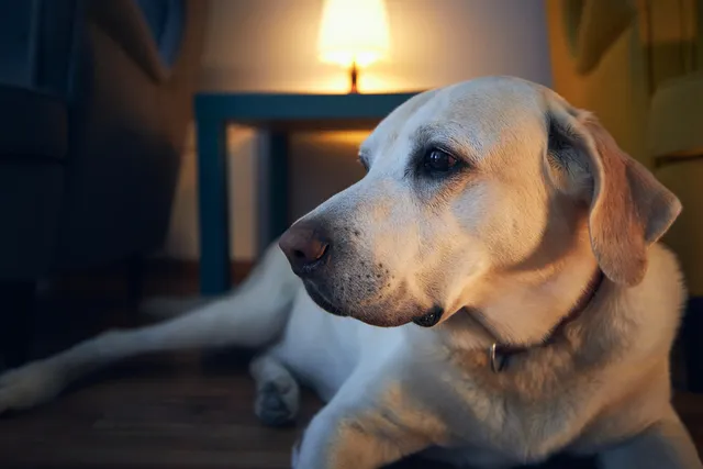 How to Help Your Restless & Pacing Dog at Night: 10 Vet-Approved Tips
