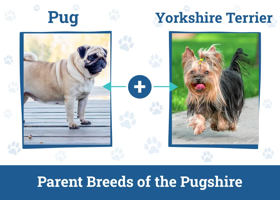 Parent of the Pugshire