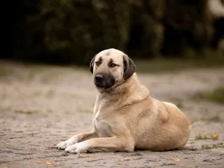Kangal Dog Breed: Info, Pictures, Facts, & Traits