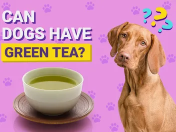 Can Dogs Have Green Tea? Vet-Verified Facts & FAQ