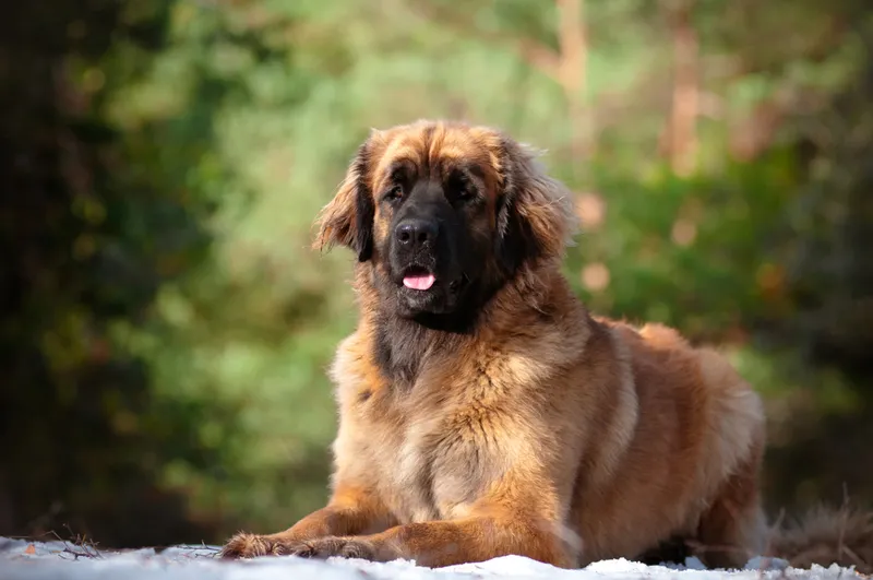 leonberger dog lying outside