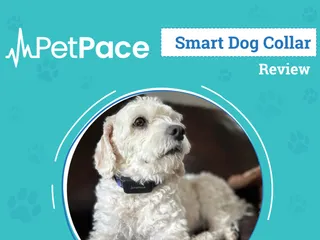 PetPace 2.0 Smart Collar Review 2026: An Expert’s Breakdown