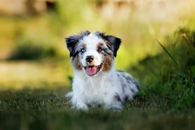 How to Build Confidence in a Puppy: 10 Vet-Approved Tips