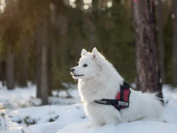 Do Dogs Feel the Cold? Coat Types & Tips to Keep Them Warm