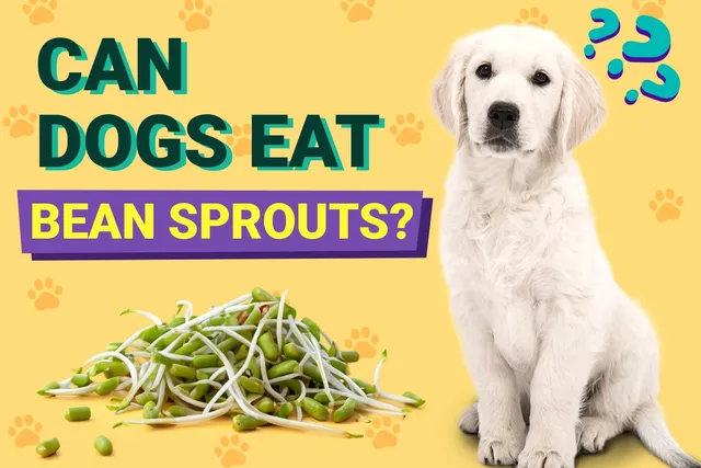 Can Dogs Eat Bean Sprouts? Vet-Verified Benefits & Precautions