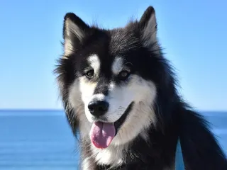 Alusky (Siberian Husky & Alaskan Malamute Mix): Info, Pictures & Care