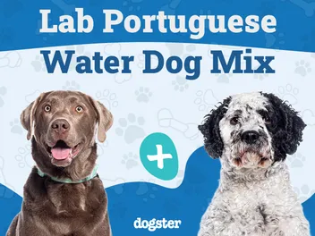 Lab Portuguese Water Dog Mix: Info, Pictures, Care & More