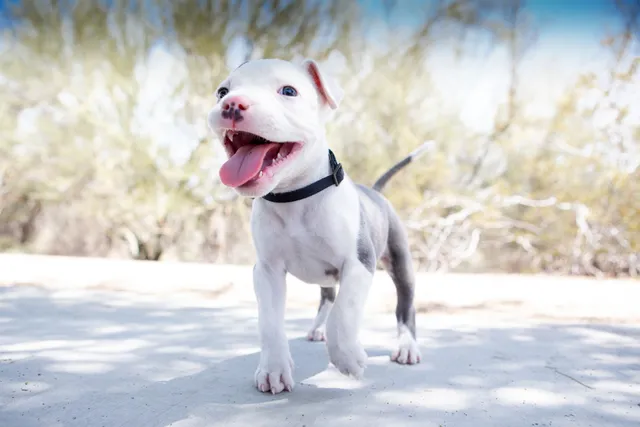 The Hidden Risks of Letting Puppies Meet Other Dogs Too Early