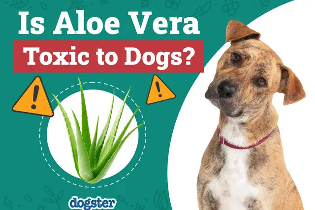 Is Aloe Vera Toxic to Dogs? Vet-Verified Nutrition Facts & FAQ