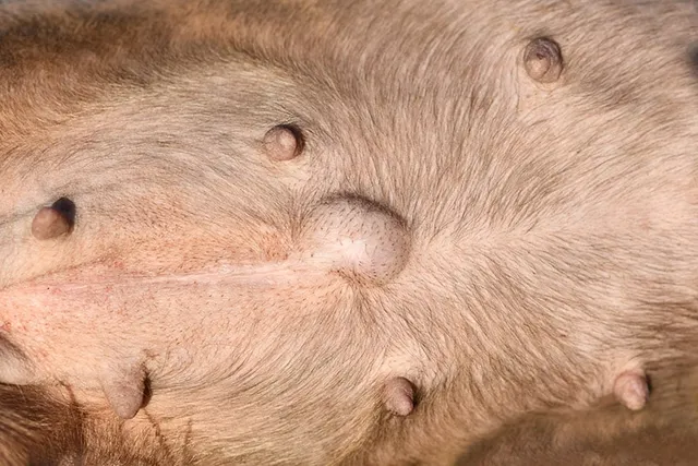Umbilical Hernias in Dogs: Our Vet Explains Causes, Signs & Treatment