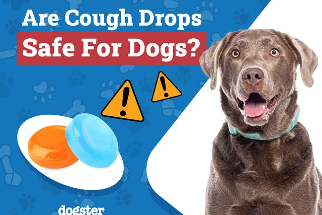 Are Cough Drops Safe for Dogs? Vet Approved Advice!