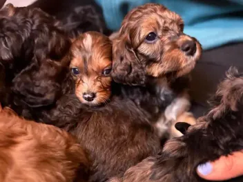 Marigold Shocks Her Owner By Delivering 17 Irish Doodle Puppies in a Single Day