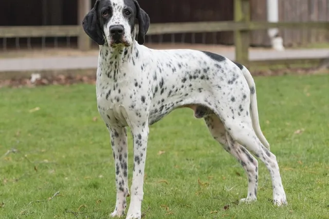 Braque d'Auvergne Dog Breed: Info, Pictures, Care & More
