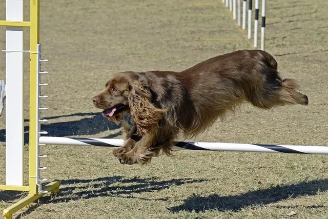 8 Types of Specialized Dog Training: Facts & Pictures