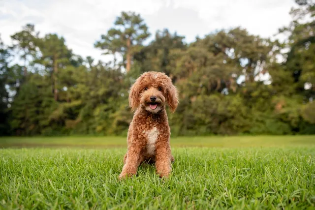 9 Vet-Verified Mini Goldendoodle Pros & Cons: Considerations Before Bringing One Home