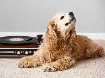 Do Dogs Like Music? Vet-Verified Facts, Types & Benefits