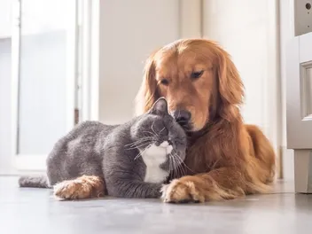 Are Golden Retrievers Good With Cats? Introduction Tips
