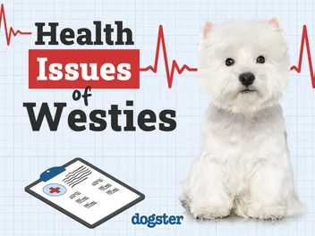15 Westie Health Issues to Look Out For (Vet Answer)
