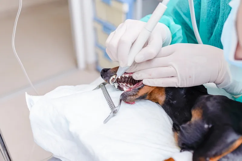 A veterinarian is cleaning the teeth of a dog breed dachshund at a veterinary clinic
