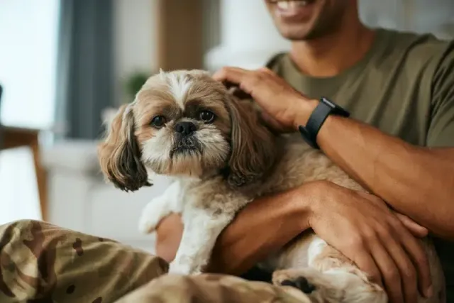 How to Train Shih Tzus: 10 Vet-Verified Tips