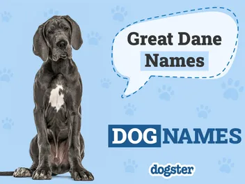 150+ Great Dane Names: The Most Popular Picks in 2026