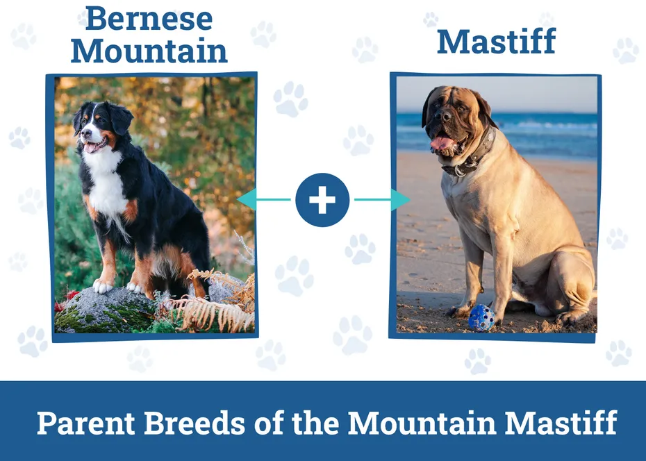 Parent Breeds of the Mountain Mastiff
