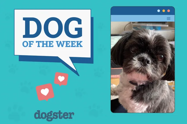 Dogster Photo Contest: Dogs of the Week Winners (Mar 20, 2025)