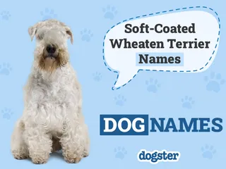 180 Soft-Coated Wheaten Terrier Names: Ideas for Shaggy & Affectionate Dogs
