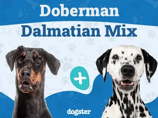 Doberman Dalmatian Mix: Info, Pictures, Temperament & Traits