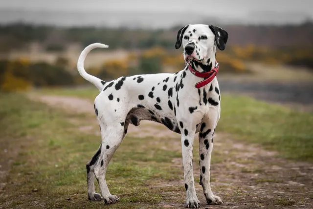 Dalmatian Dog Breed: Info, Pictures, Care & More