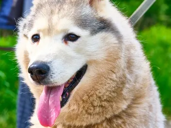 Siberpoo (Siberian Husky & Poodle Mix) Dog Breed: Info, Pictures, Care & More